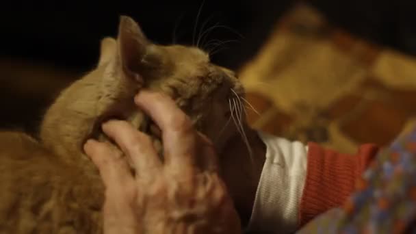 Пожилая Женщина Кормит Старую Кошку — стоковое видео