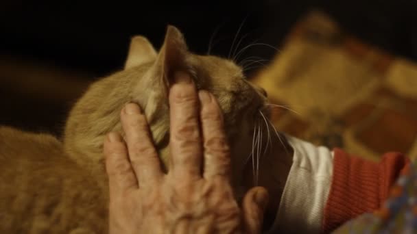 Elder Woman Caresses Old Cat — Stock Video