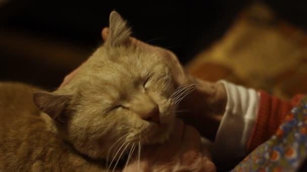 Mujer Mayor Acaricia Gato Viejo — Vídeos de Stock