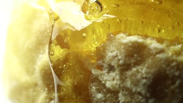 黄金の蜂蜜のマクロクリップを入れる — ストック動画