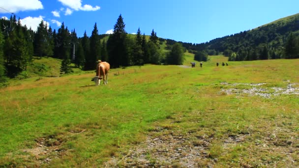 Krowy Wysokim Pastwisku Górskim — Wideo stockowe