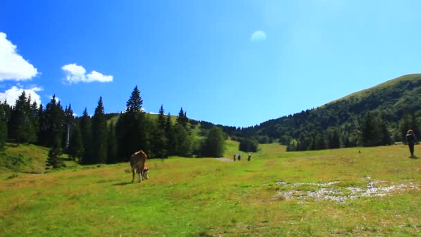 Kühe Auf Der Hochalm — Stockvideo