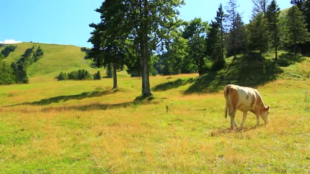Vacas Pasto Alto Montanha — Vídeo de Stock