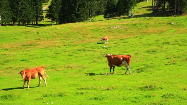 Корови Високому Пасовищі — стокове відео