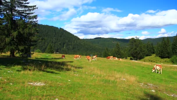 Vaches Dans Pâturage Haute Montagne — Video