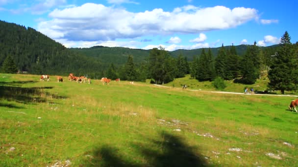 Vacas Pasto Alto Montanha — Vídeo de Stock