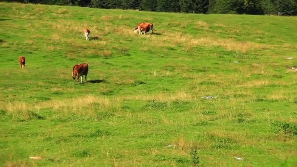 Cows High Mountain Pasture Summer — Stock Video