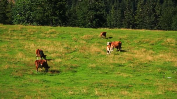 Vacas Pasto Alto Montanha Verão — Vídeo de Stock