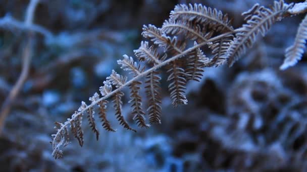 Herbe Feuilles Congelées Hiver — Video