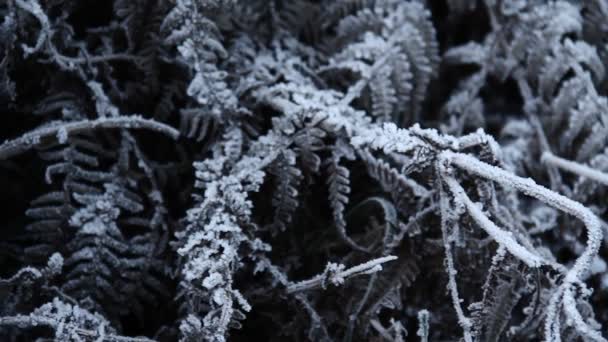 Frozen Grass Leaves Winter — Stock videók
