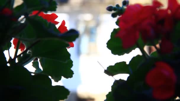 Balcony Flowers Strong Sun Rays — Vídeos de Stock