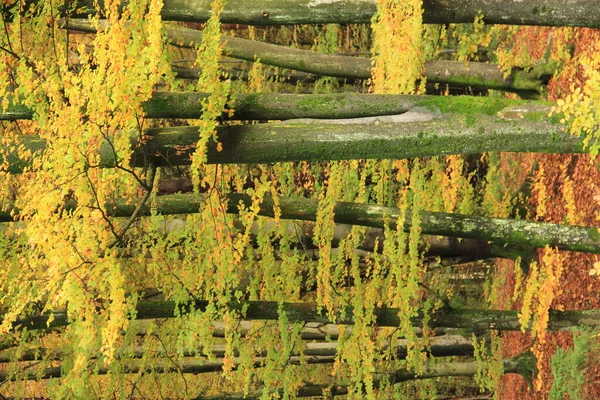 Herfst Bos Met Bomen Met Bruine Tot Gouden Kleuren Voor — Stockfoto