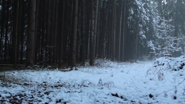 Испуганный Зимний Лес Людей — стоковое видео