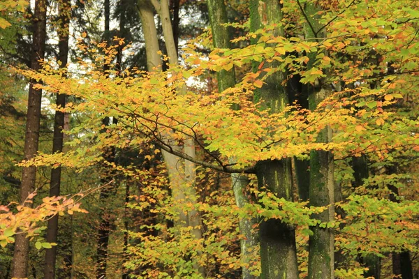 Blade Efteråret Træet - Stock-foto