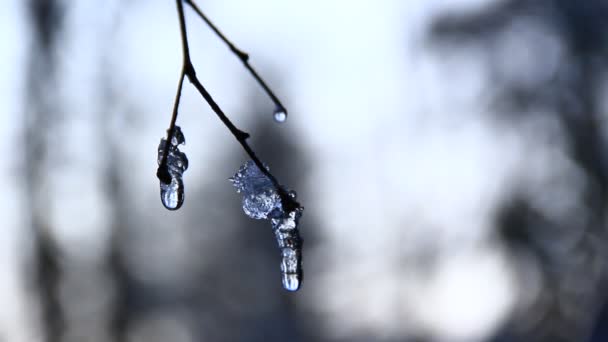 树枝上的冰柱关上了 去年冬天 或者冬天只有短暂的炎热天气 靠近点有感情的戏剧镜头 — 图库视频影像
