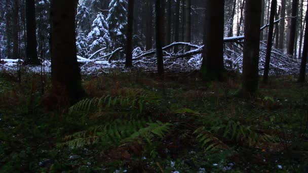 Floresta Inverno Assustadora Assustadora Sem Pessoas — Vídeo de Stock