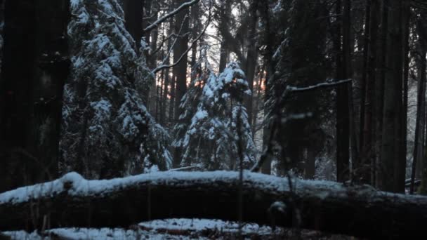 Gruseliger Winterwald Ohne Menschen — Stockvideo