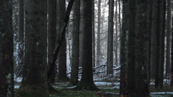 寒冷冬季的可怕云杉林 — 图库视频影像