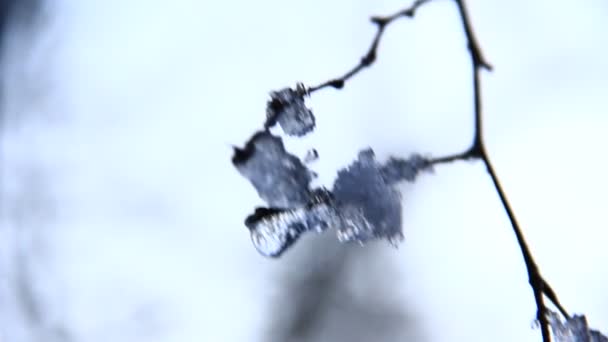 Läskig Och Kuslig Skog Historien Berättar Grenar Med Isfall Fångade — Stockvideo