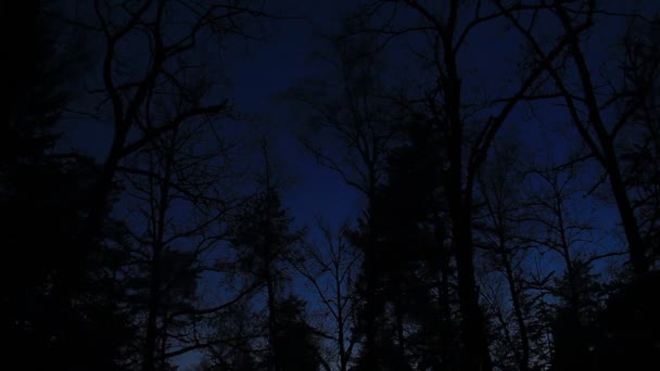 Foresta Spettrale Spaventosa Nell Oscurità Prima Che Arrivi Notte — Video Stock