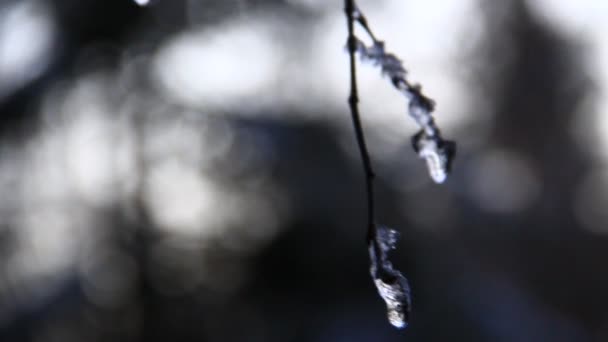 可怕和恐怖的森林 故事用冰滴告诉树枝 困在上面 冬天就要离开了 或者只有短暂的炎热天气正在到来 关闭剪辑 独特的夹子 — 图库视频影像