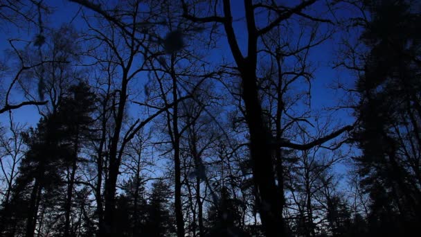 Bosque Escarpado Temible Oscuridad Antes Que Llegue Noche — Vídeos de Stock