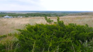 Güzel manzara sürünen gür yeşil ardıç ve kuru çayır çimen yaz sonu arka plan sarı tepeler üzerinde rüzgar tarafından üflenir. Juniperus sabina bozkır Rusya, Volgograd bölgesi içinde.