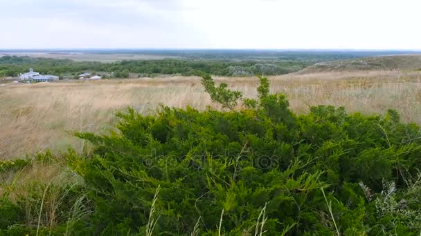 Mooi landschap met kruipende weelderige groene juniper en droge weide gras geblazen door de wind op de achtergrond van de gele heuvels in de late zomer. Juniperus sabina in de steppe van Rusland, regio Volgograd. — Stockvideo