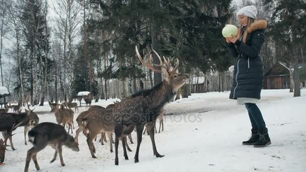 Lány téli erdőben szarvasok etetése. Egység a természettel. Pettyes szarvas szarvas étel vár. A szarvas jött ki az erdőbe, hogy enni a biológiai állomás télen. Állatvédelmi. — Stock videók