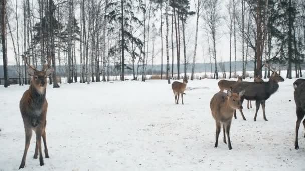 Comida de ciervo Chital esperando. El ciervo salió del bosque para comer. Los ciervos encantadores se alimentan de la estación biológica en invierno. Protección de animales . — Vídeo de stock