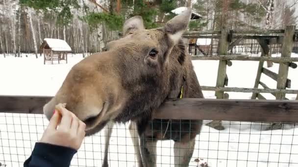 Meisje voederen elanden in winter woud. Eenheid met de natuur. Dierenbescherming. — Stockvideo