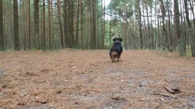 Dachshund doğurmak eğlenceli bir köpek sopa arkasında koşu çalışır. Komik dachshund bir sopa dişlerini sahibine getiriyor.