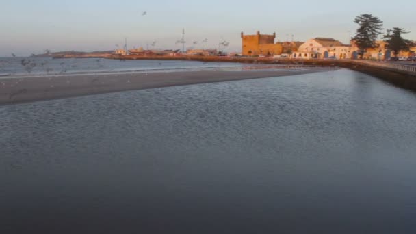 Mewy, zdejmując z plaży w zachód Słońca Wschód słońca, w Maroko Essaouira — Wideo stockowe