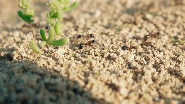 Αποικία μυρμηγκιών μεταφορά προμηθειών σε μια τρύπα στο έδαφος κοντινό πλάνο. — Αρχείο Βίντεο