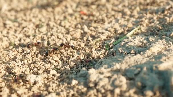 コロニーのアリは地上のクローズ アップで穴に物資を運ぶ. — ストック動画