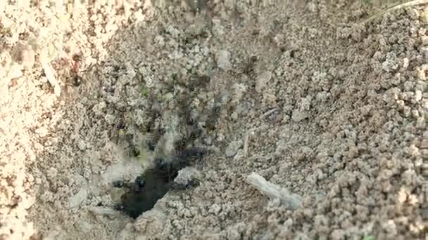 Koloni karıncalar bir çukurun içinde yere yakın çekim malzeme taşımak. — Stok video