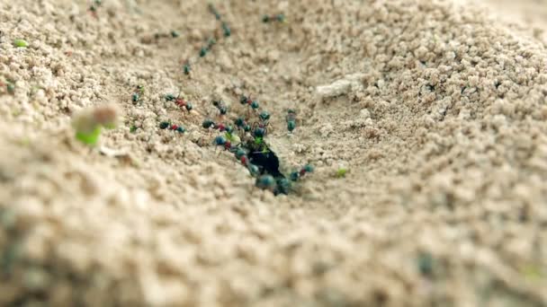 Colonia Las hormigas llevan suministros en un agujero en el primer plano de la tierra . — Vídeo de stock