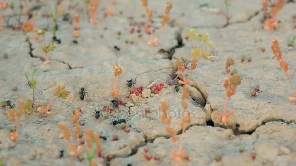 Kolonie mieren voeren leveringen in een gat in de grond-close-up. — Stockvideo