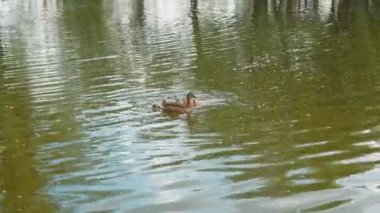 Gölde yüzen ördek yavrusu ördeği. Şirin anne ördek onun ducklings yürüyorsa