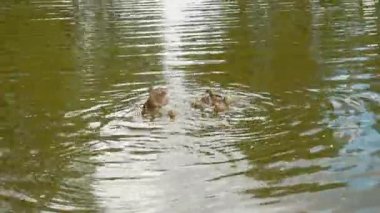 Gölde yüzen ördek yavrusu ördeği. Şirin anne ördek onun ducklings yürüyorsa