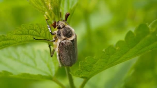 The Maybug sits on the stalk of the nettle. ockchafer — Stock Video