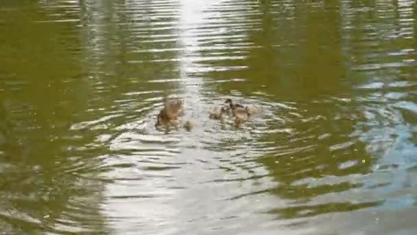 En anka med ankungar flytande i en damm. En söt mamma anka går sin ankungar — Stockvideo