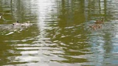 Gölde yüzen ördek yavrusu ördeği. Şirin anne ördek onun ducklings yürüyorsa