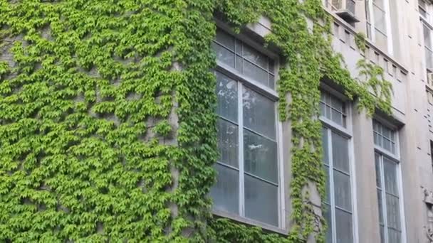 Una siepe di fronte alla casa. La vite oltre il muro dell'edificio. Una pianta galleggiante edera vacilla nel vento — Video Stock