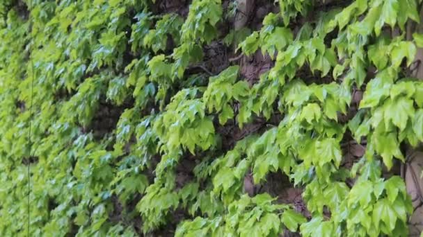 Een afdekking op de voorkant van het huis. De wijnstok langs de muur van het gebouw. Een zwevende plant ivy wiebelt in de wind — Stockvideo