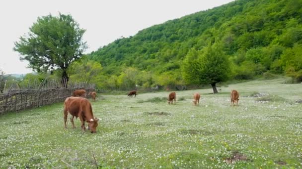 Οικιακή εκτροφή βοοειδών. Οι αγελάδες βόσκουν στο Λιβάδι. Ένα κοπάδι από αγελάδες που βόσκουν σε ένα πράσινο χωράφι με τριφύλλι. — Αρχείο Βίντεο