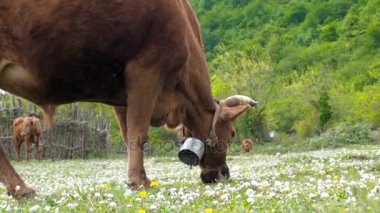 Yerli hayvancılık. Çayırda boğa sıyırdı. Bir sürü inek yonca ile yeşil bir alan üzerinde otlatma.