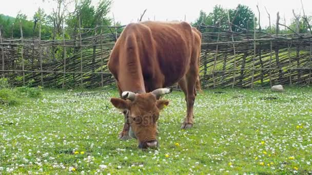 Розведення домашньої худоби. Бик грає на лузі. Стадо корови пасеться на зеленому полі з конюшиною . — стокове відео