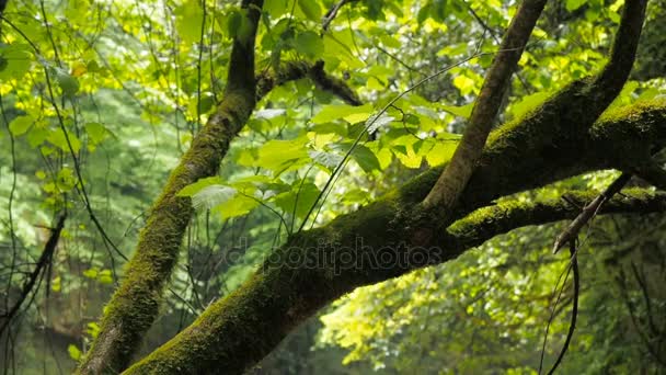 Las ramas cubiertas de musgo de los árboles después de la lluvia en el bosque. Alta humedad — Vídeo de stock