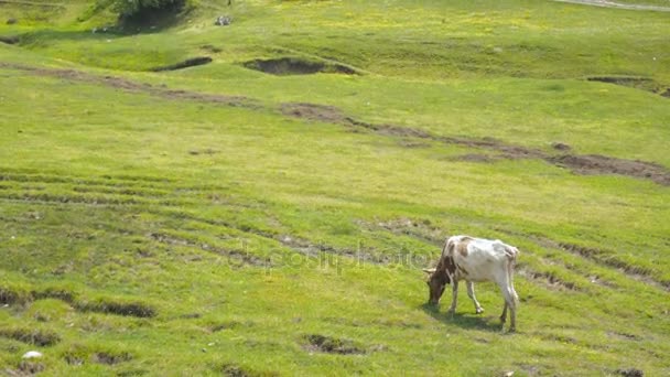 Inhemska nötkreaturavel. Bull betar på ängen solen. En besättning Ko betande på ett grönt fält med klöver. — Stockvideo